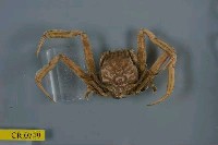 藏品(日本平家蟹)的圖片